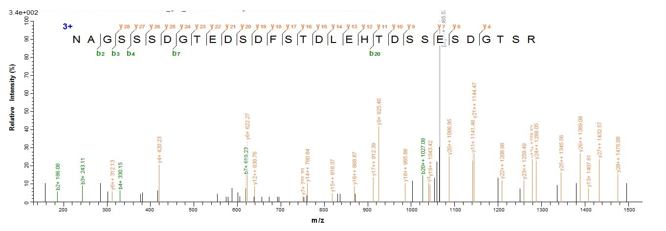 Human HBO1 protein