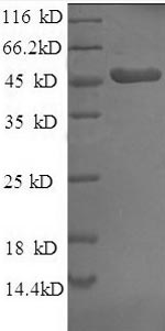 Human FGF-19 protein