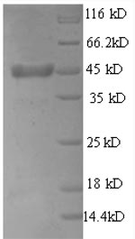 Rat Thpo protein