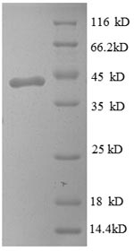 Human p2 protein