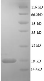 Human RELT protein