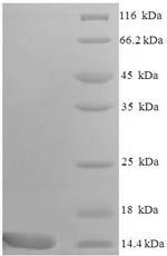 Mouse Ccl9 protein