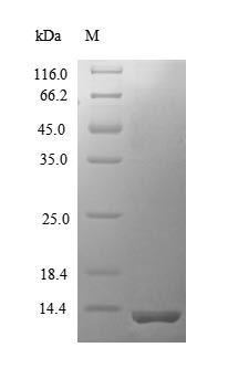 Mouse Mcp5 protein