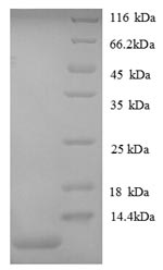 Mouse Gro protein