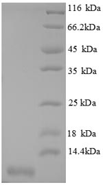 Mouse Cxcl3 protein