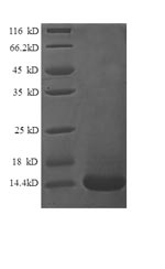Human XCL1 protein