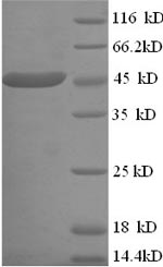 Human CKMT1A protein
