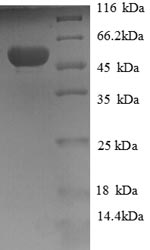 Human GLO2 protein