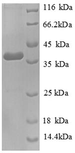 Human TNC protein