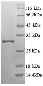 Human ENPEP protein