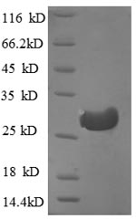 Human CTSF protein