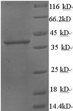 Human WNT3A protein