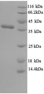 E.coli ompA protein