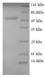 E. coli rho protein