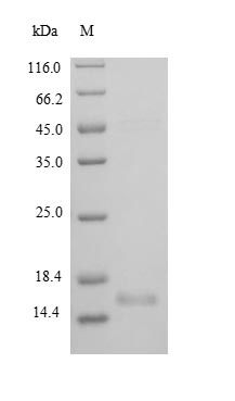 Rat BDNF protein