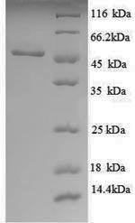 E. coli ugd protein