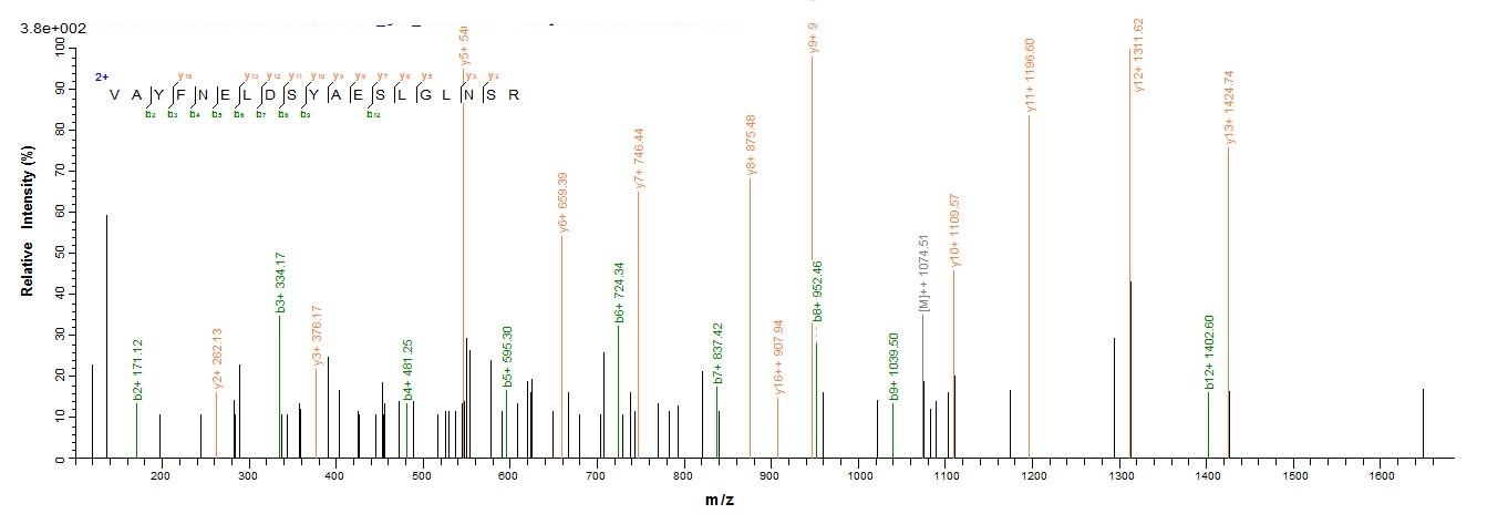 E. coli ugd protein