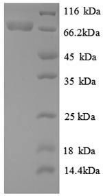 E. coli recQ protein
