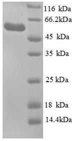 E. coli glpK protein