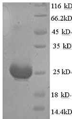 Mouse AMH protein