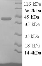 Mouse Anxa1 protein