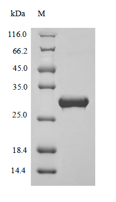 Bovine Apolipoprotein AI protein
