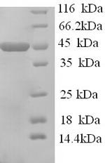 Mouse Apoa4 protein