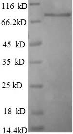 Human BCAS1 protein