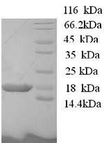 Human BOLA1 protein