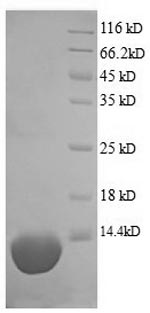 Pig C5 protein