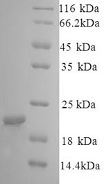 Dog Caveolin 1 protein