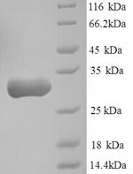 Yeast CBR1 protein