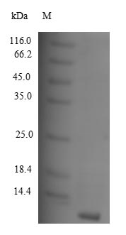 Human CCL8 protein