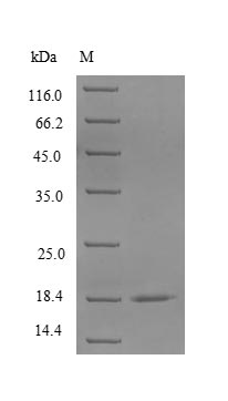 Rabbit CD40LG protein