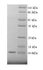 Human CEACAM4 protein