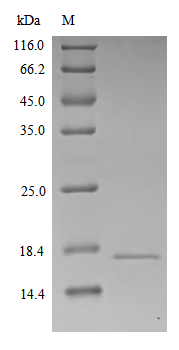 Human CHGA protein