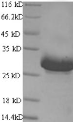 Mouse Chrna1 protein