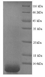 Human Dermcidin protein