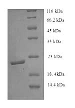 Mouse Efnb3 protein