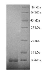 Human EGR1 protein