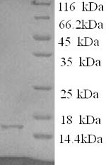 Human 4E-BP2 protein