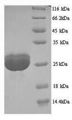 Human FLG protein