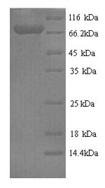 Human FPGT protein