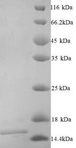 Mouse Fxn protein