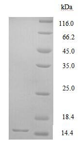 Mouse Gcgr protein