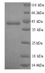 Mouse Gnao1 protein