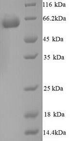 Mouse Gpi protein