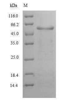 Human GPT protein