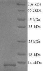 Mouse Guca2b protein