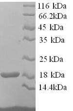 Mouse Hba protein